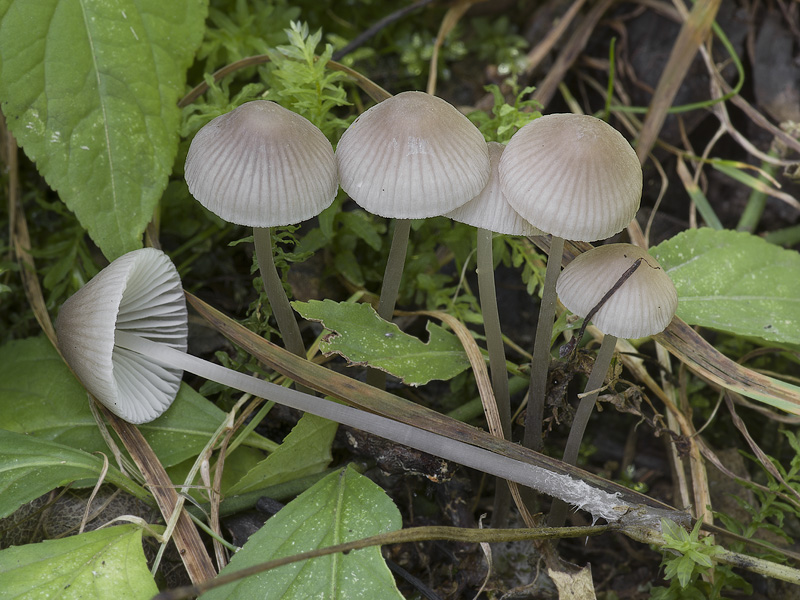 Mycena abramsii